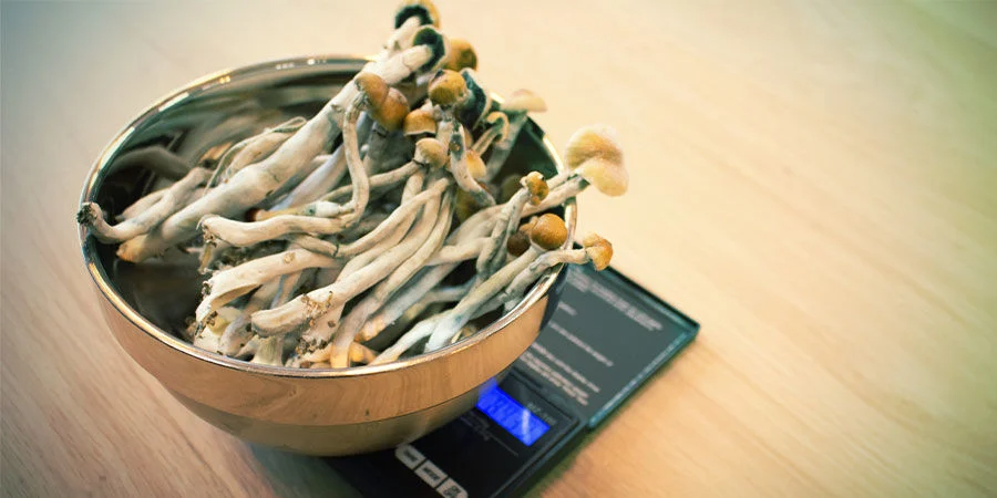 5 Best Magic Mushroom Strains For Therapy