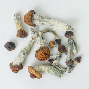 Blue Pulaski Mushroom