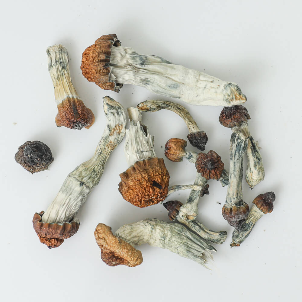 Blue Pulaski Mushroom
