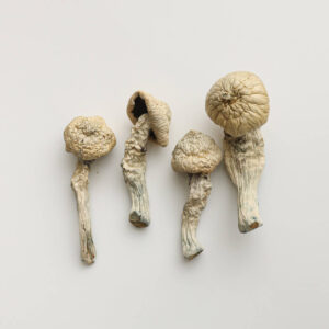Flying Saucer Mushroom