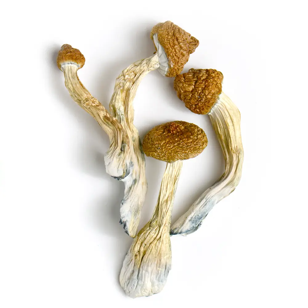 Goldmember Shrooms