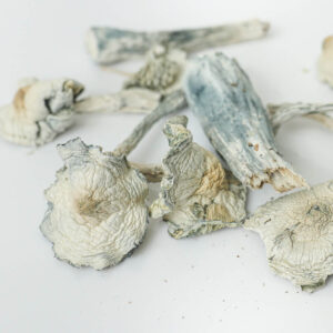 White Rabbit Mushrooms