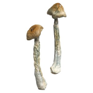 Buy HillBilly Magic Mushrooms