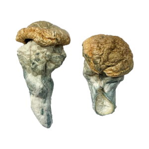 Buy Mystery Fatass Magic Mushrooms