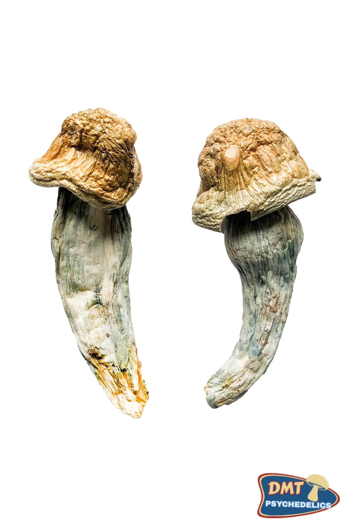 Buy Penis Envy XL Magic Mushrooms