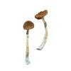 Buy Puerto Rican Magic Mushrooms
