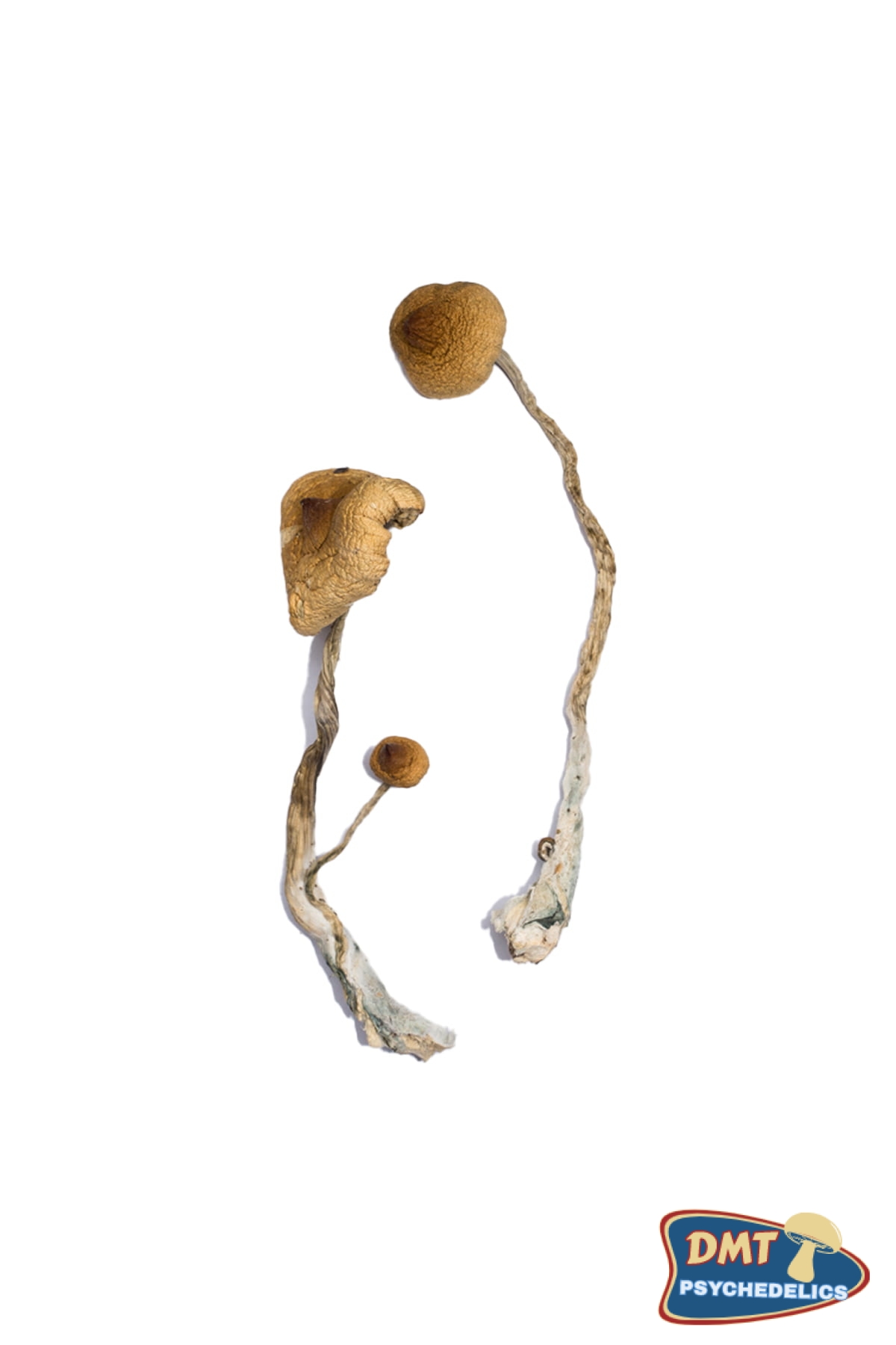 Buy Syzygy Magic Mushrooms