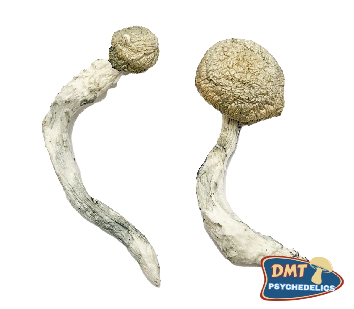 Buy Thrasher Magic Mushrooms