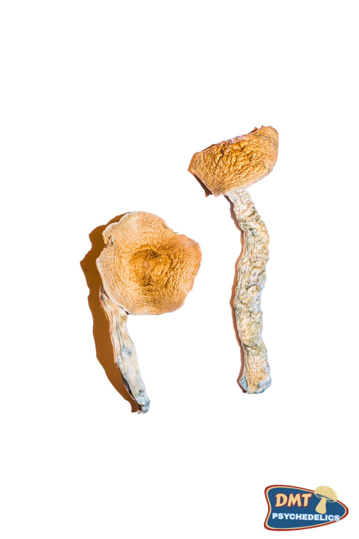 Buy Transkei Magic Mushrooms