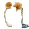 Costa Rican Blue Magic Mushrooms