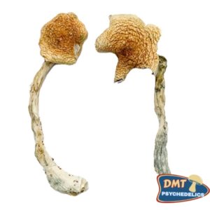Costa Rican Blue Magic Mushrooms